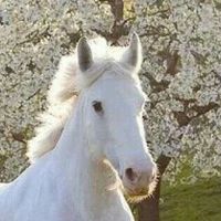 chevalier.algerien