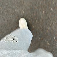 svj therapy