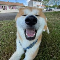 umei_akita.inu