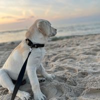 labradorowo