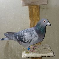 iulianvasilica6