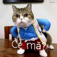 cocogeambo8