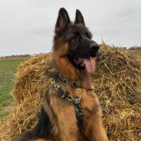 herman.the.german_