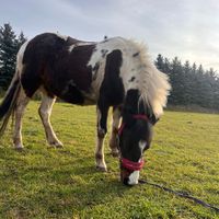 eq_horses1234