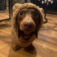 heidi.thedachshund
