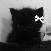bobmeowly