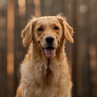 nellthegoldenretriever