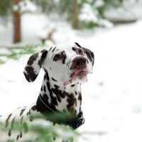 alkuperäinen ääni