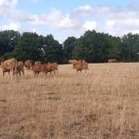 agriculteurdu86.eleveur