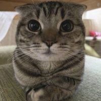это симпл против астралис