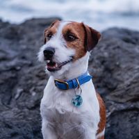 atom_thespacedog