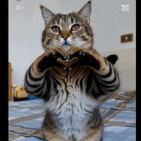 son original - H-Music