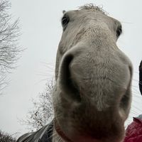 ceci.horse