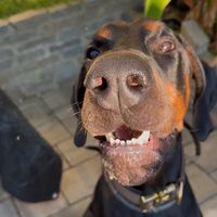 lime_thedobermann