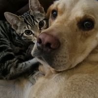 crazypoochbuddy
