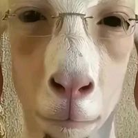 filhoprofeta