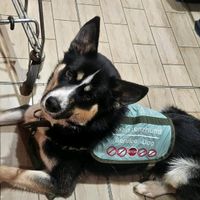 assistenzhund.sky
