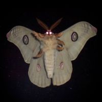 wisspred