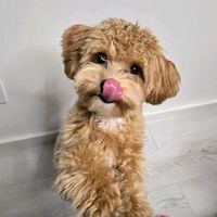 vincas_maltipoo