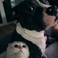 louisthecatmeow
