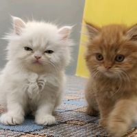 pets_collections