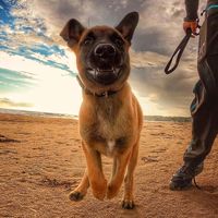 team_dogracing