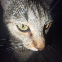 poopypants8741