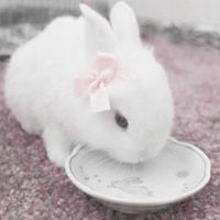 pinklacedolly