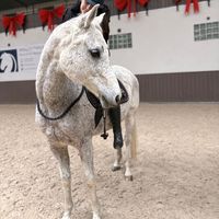 .kd_showjumping