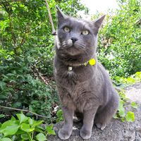 buddycatboy