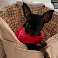 littleprincess.chi
