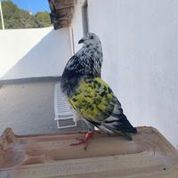 picaderoloschatarra