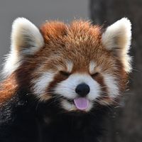 evlyneli