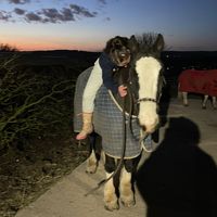 phoebeh.equestrian