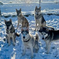wolf.pact