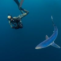 shark_man_dan