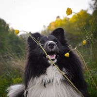 sheltie_swift