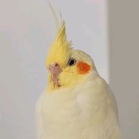 miscellandy