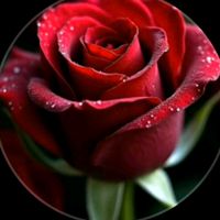 esen_gul2
