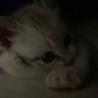 pwawskvy