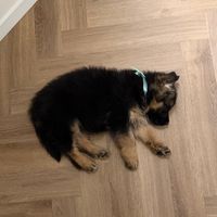 larsastheshep