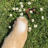 lying is the most fun instrumental