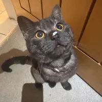 original sound - essex_mwahh