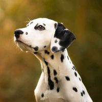 dalmatier_joy
