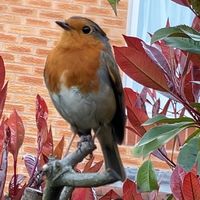 lilgardenpals
