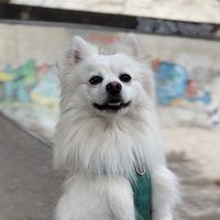 taiky_pomsky