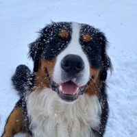 spike_theberner