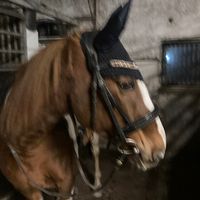 equestrian_cecilie