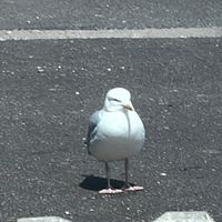 maev3_v