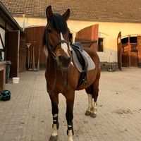 domino_eqst